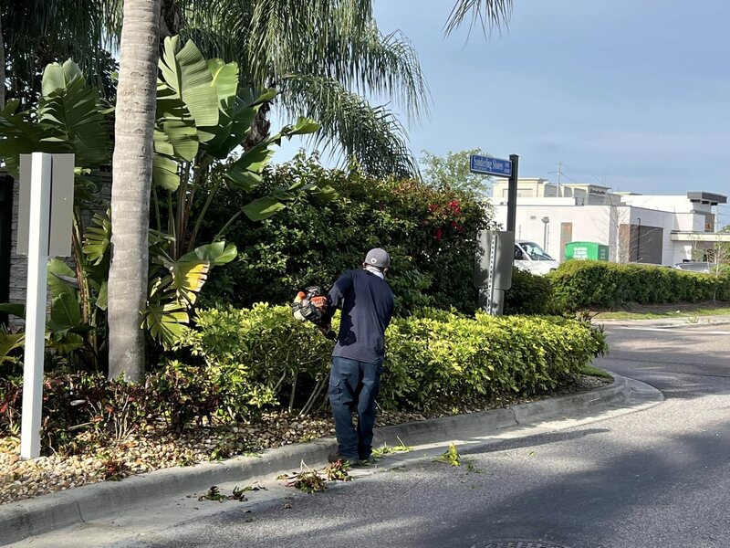 Tree Services