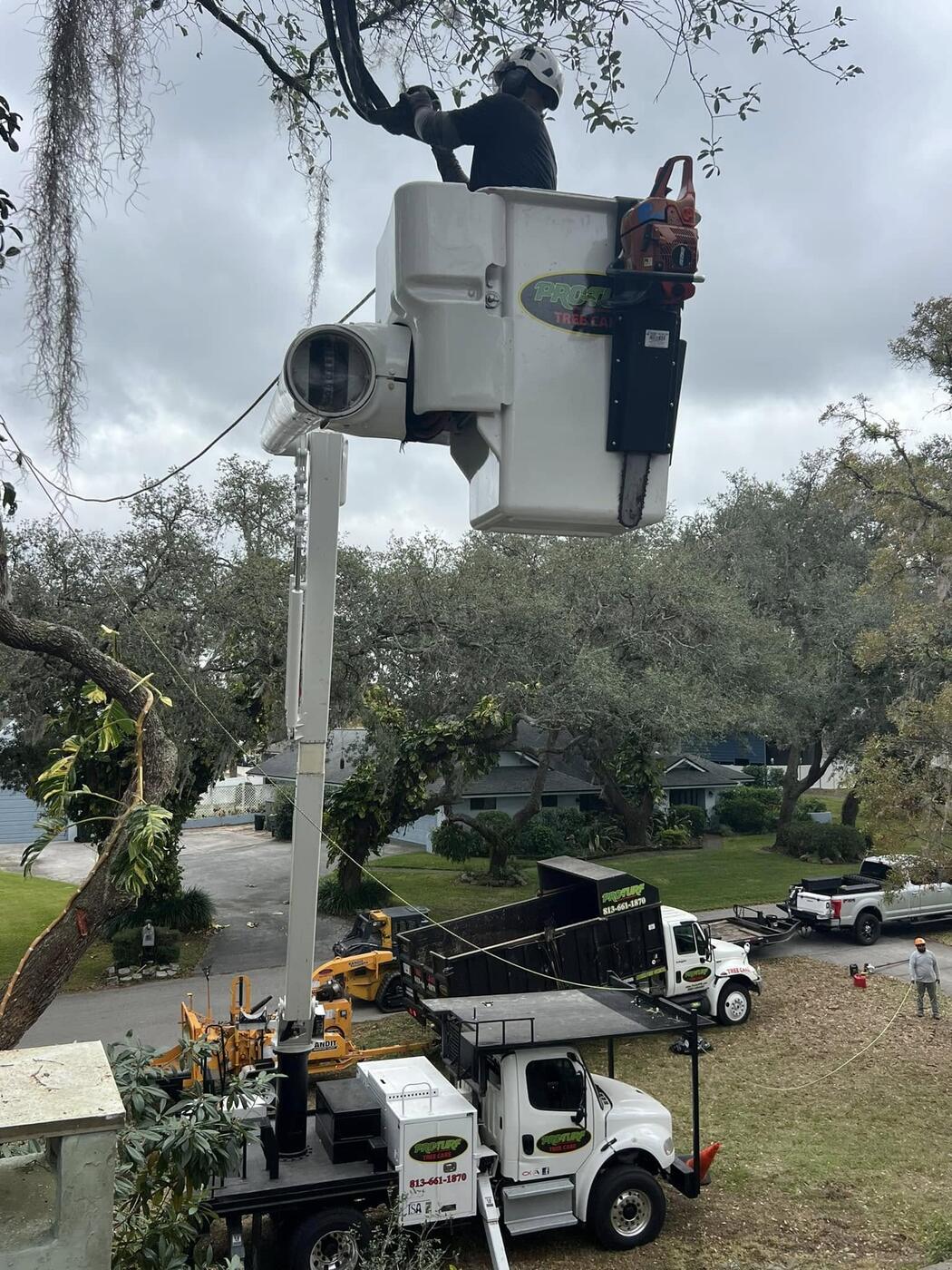 Tree Services job by ProTurf