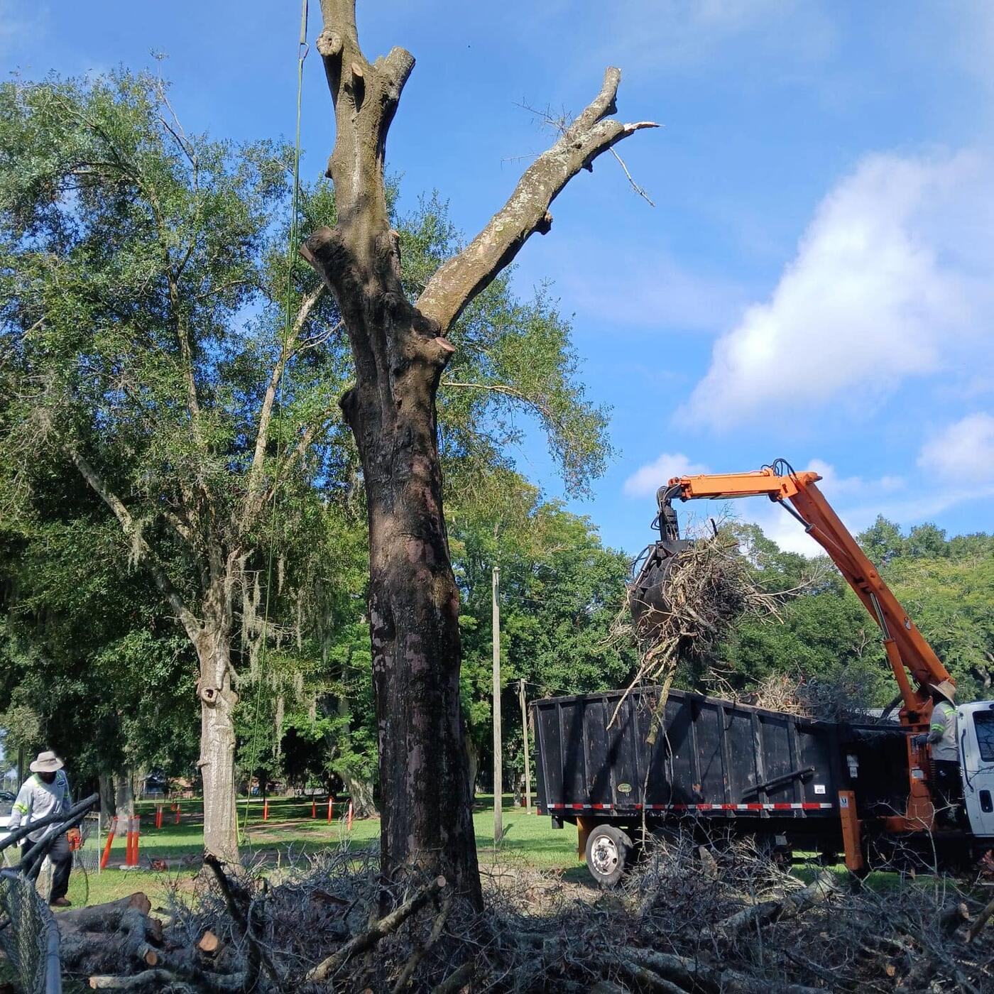 Tree Services job by ProTurf