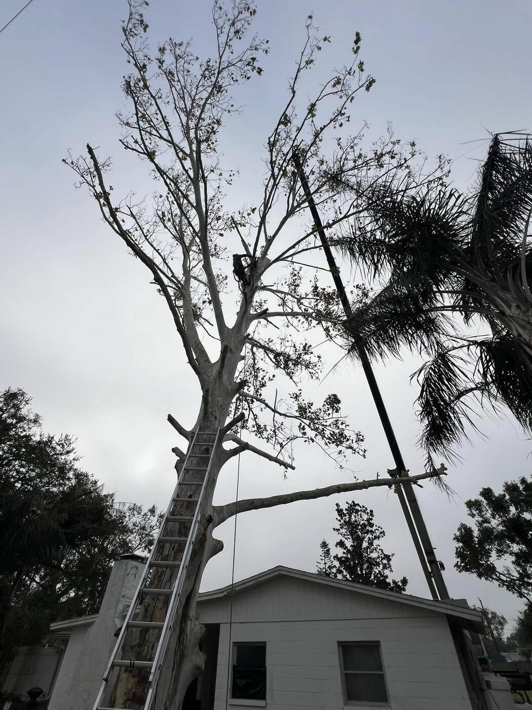 Tree Services job by ProTurf