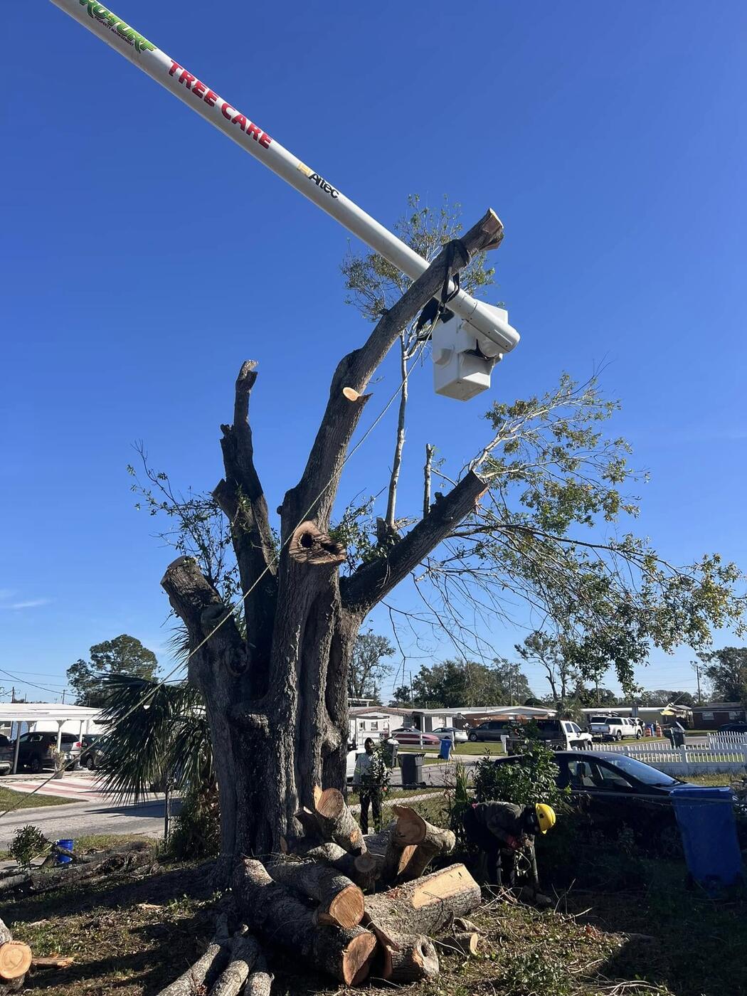 Tree Services job by ProTurf