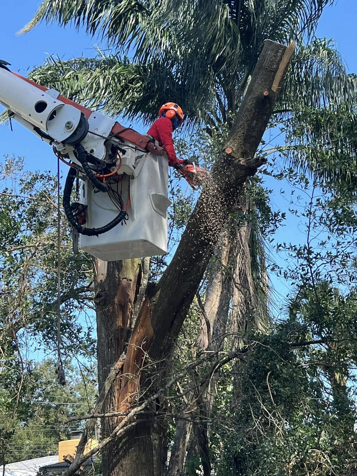 Tree Services job by ProTurf