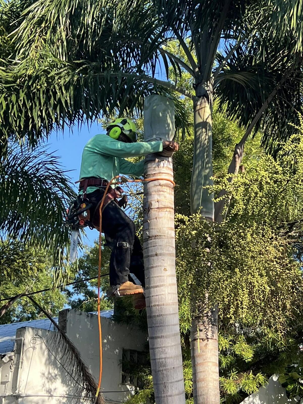 Tree Services job by ProTurf