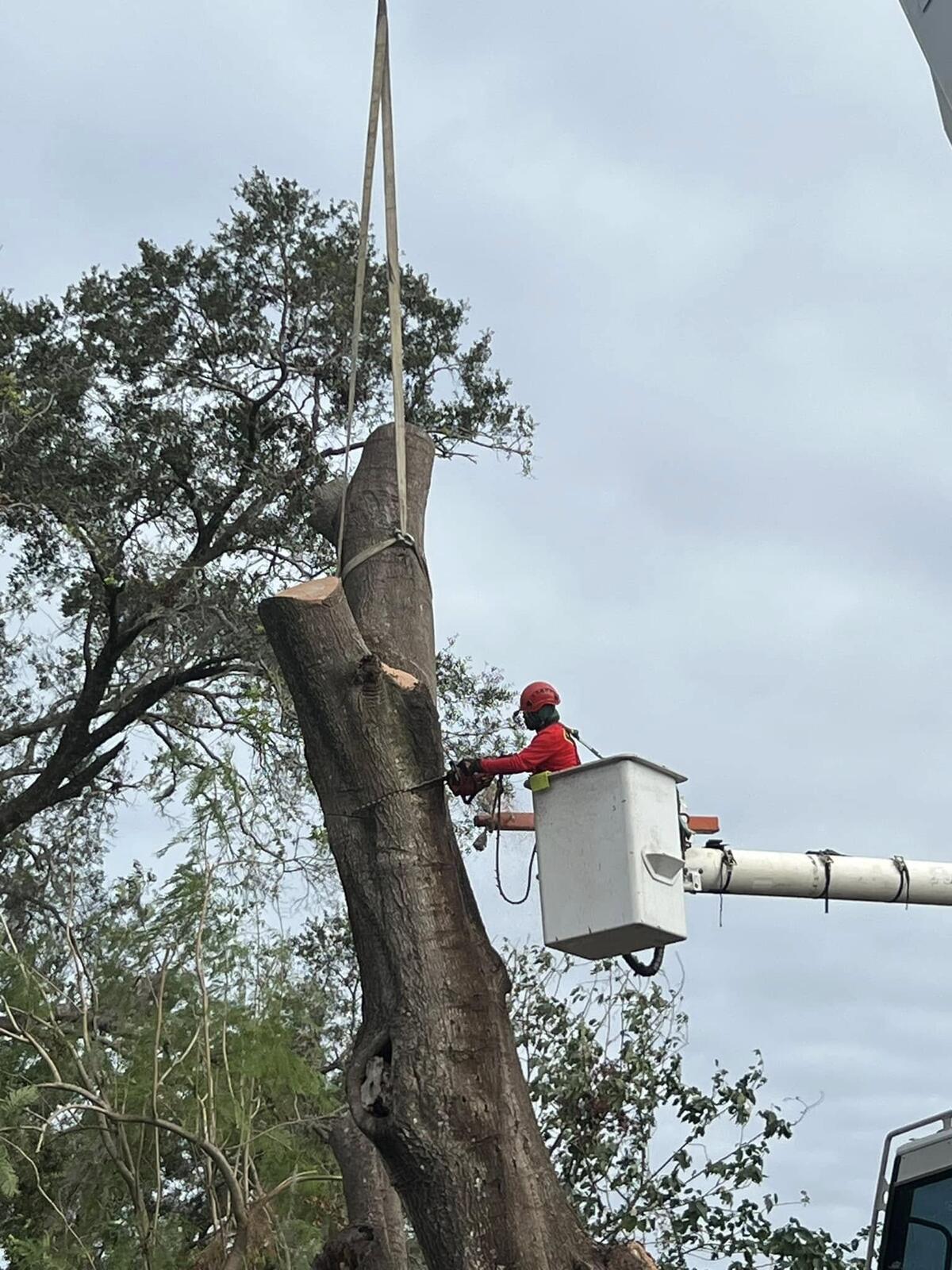 Tree Services job by ProTurf