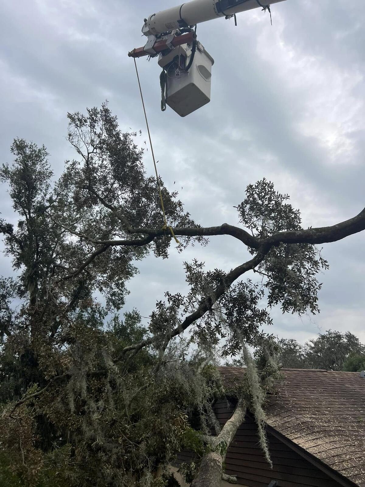 Tree Services job by ProTurf